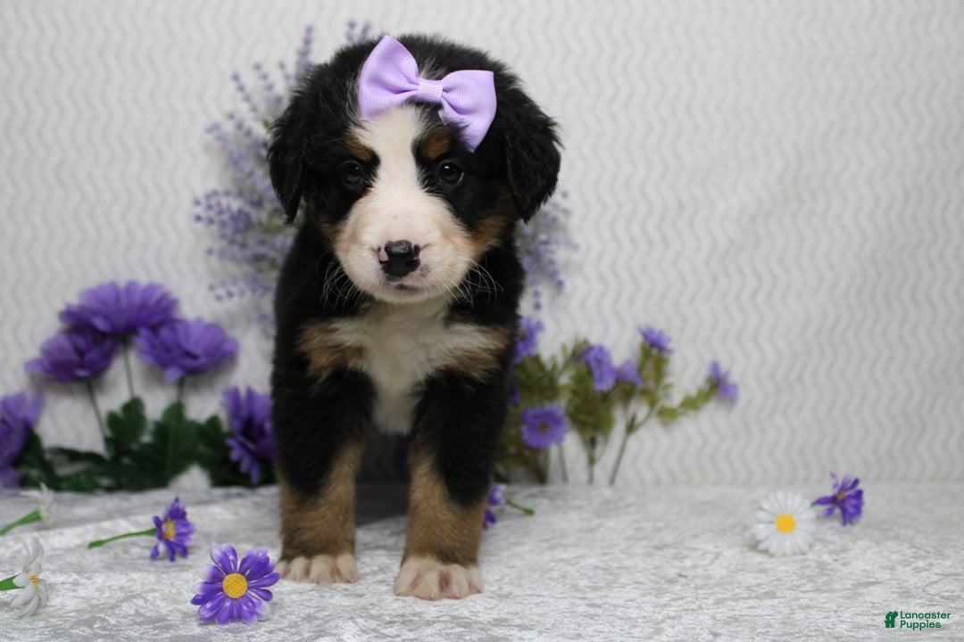 Bernese Mountain Dog dogs for sale: Pebbles - Image 22