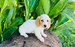 Miniature Dachshund dogs for sale: Carrie LH - Image 2