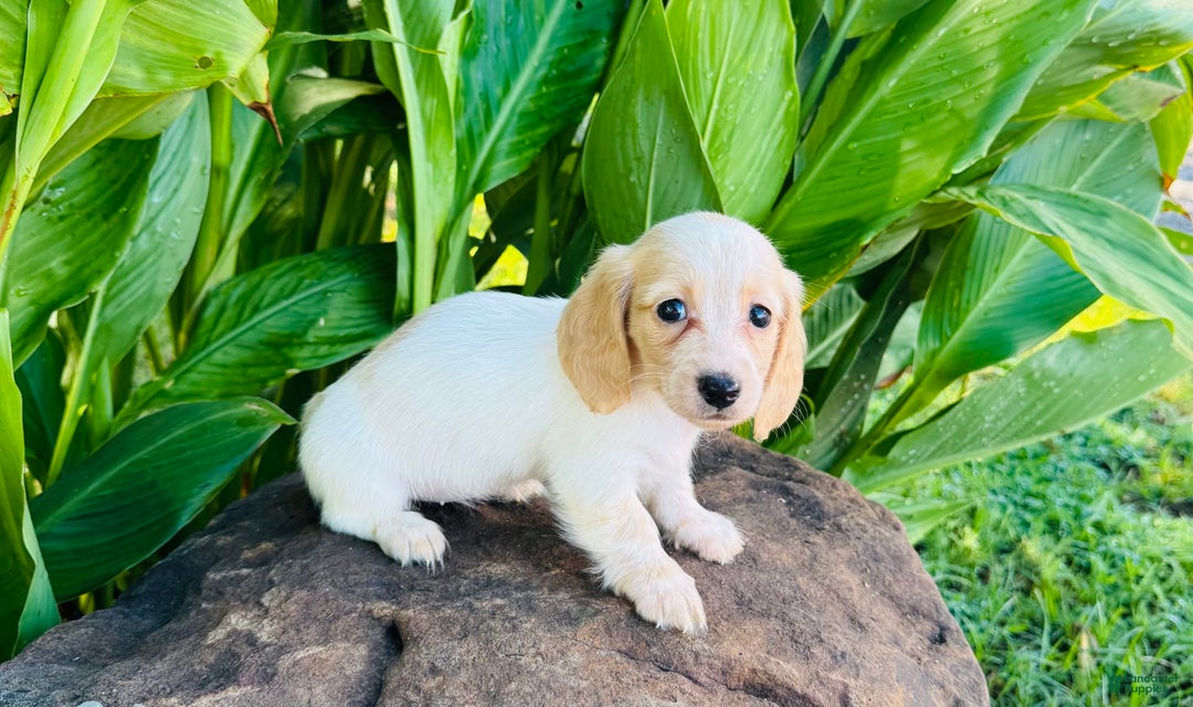 Miniature Dachshund dogs for sale: Carrie LH - Image 2