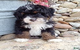 Mini Bernedoodle dogs for sale: Rambo - Image 31