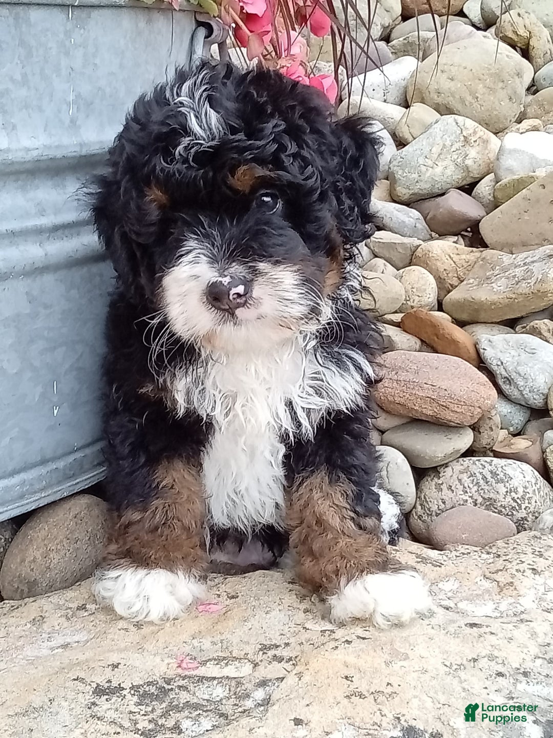 Mini Bernedoodle dogs for sale: Rambo - Image 31