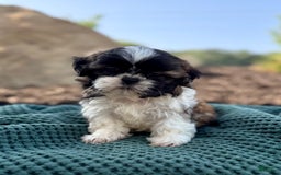 Shih Tzu dogs for sale: Archer - Image 3