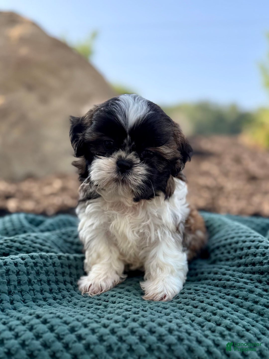 Shih Tzu dogs for sale: Archer - Image 3