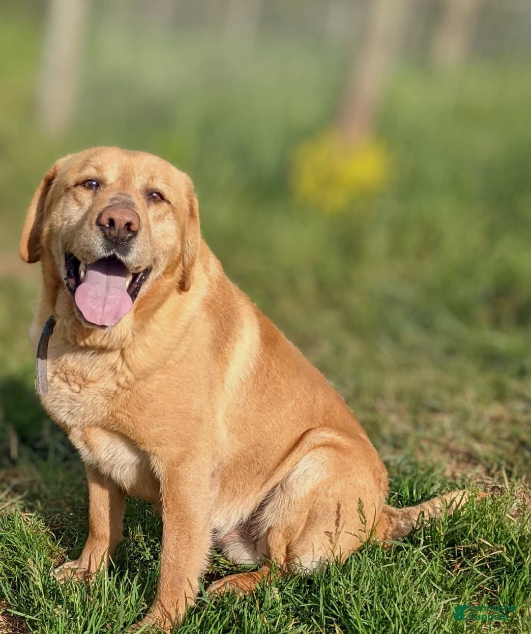 Labrador Retriever dogs for sale: Dexter - Image 6