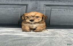 Yochon dogs for sale: Buddy - Image 3