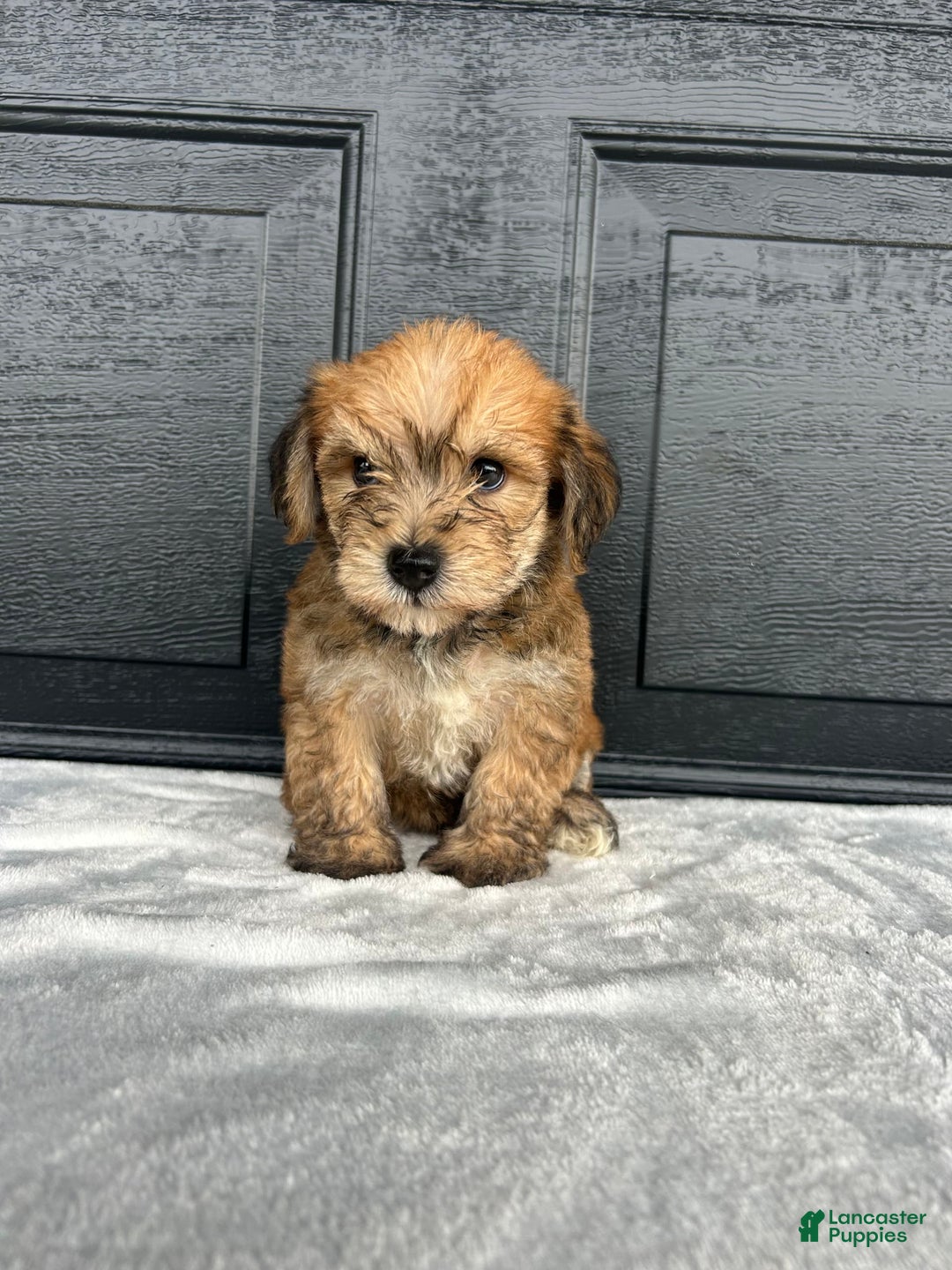 Yochon dogs for sale: Buddy - Image 3