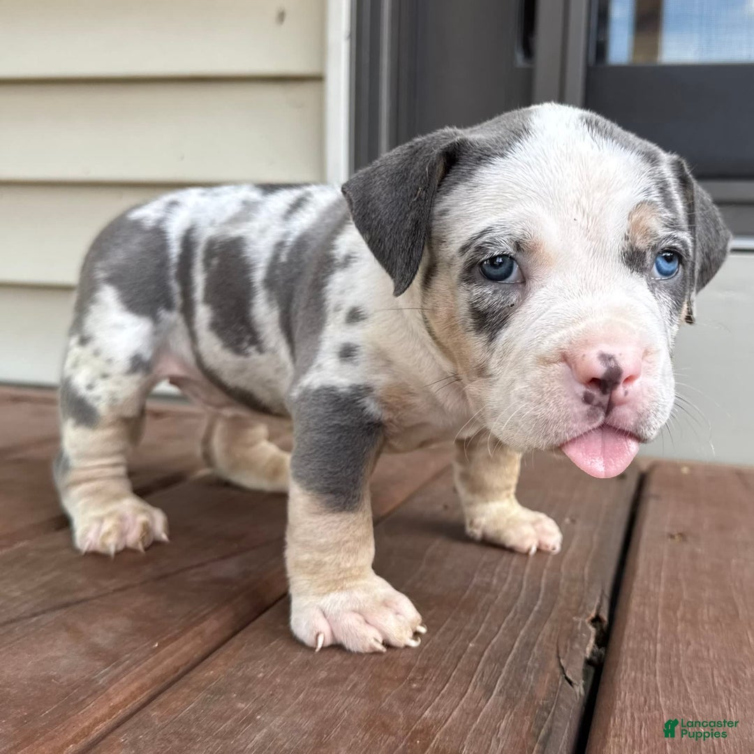 American Bully dogs for sale: Ramona - Image 1