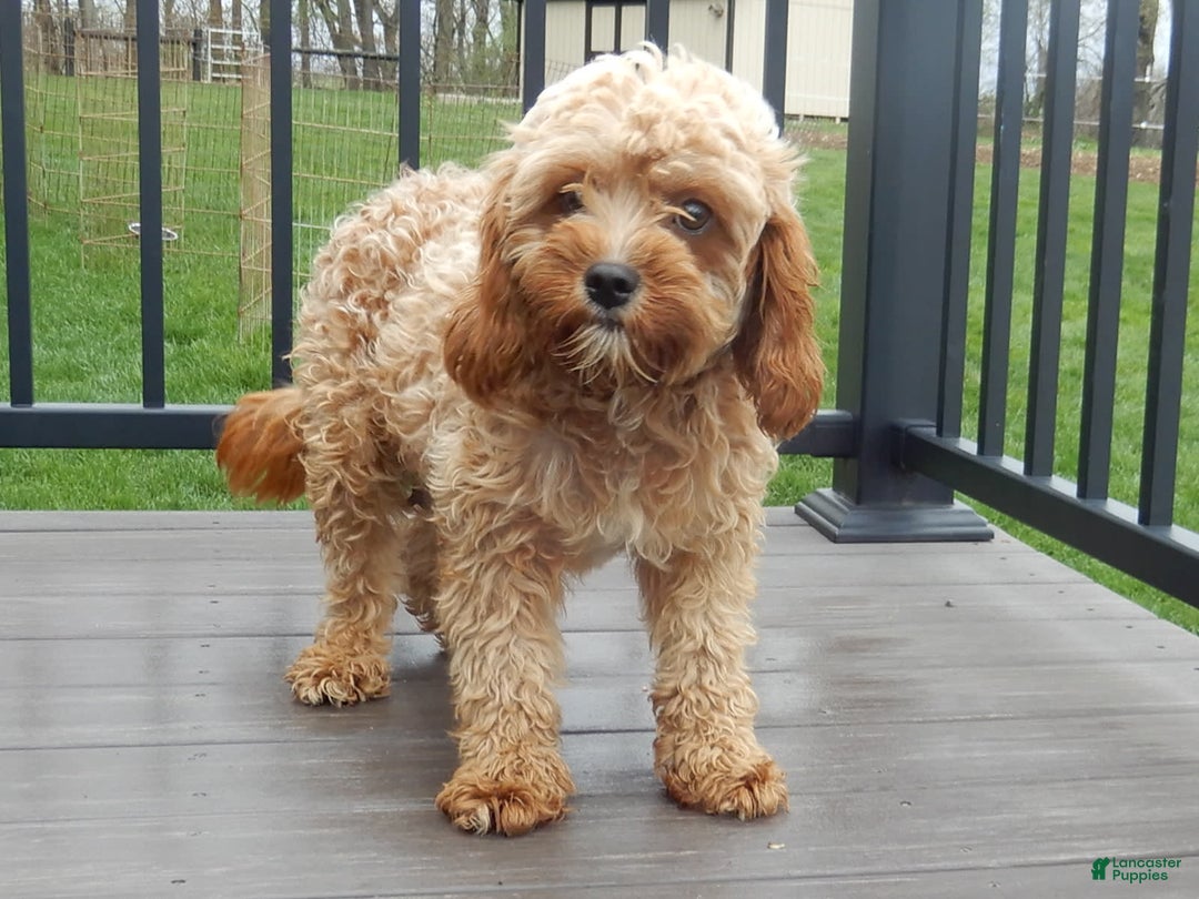 Cavapoo dogs for sale: Penny - Image 8