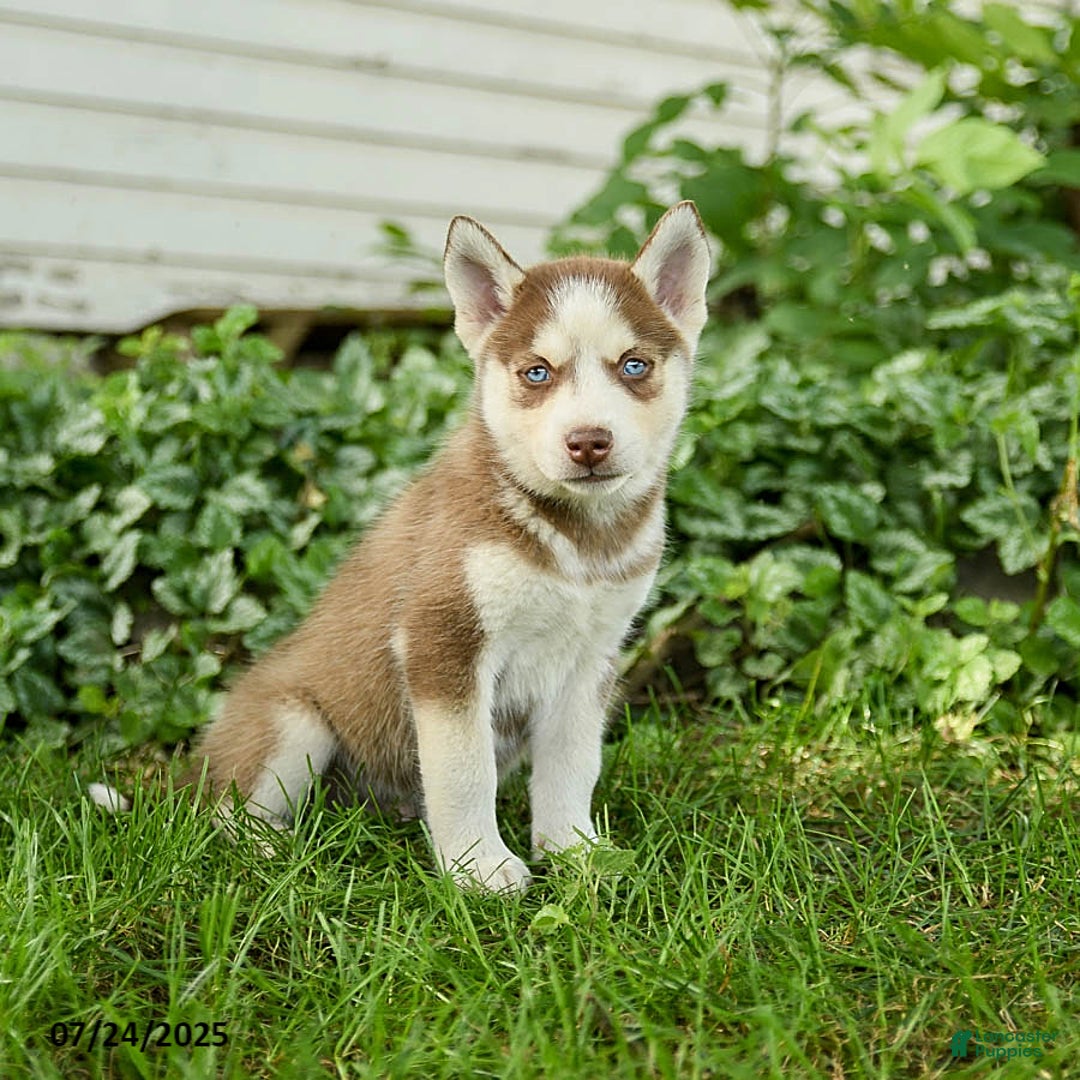 Pomsky dogs for sale: Kipling - Image 3