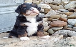 Mini Bernedoodle dogs for sale: Oakley - Image 30