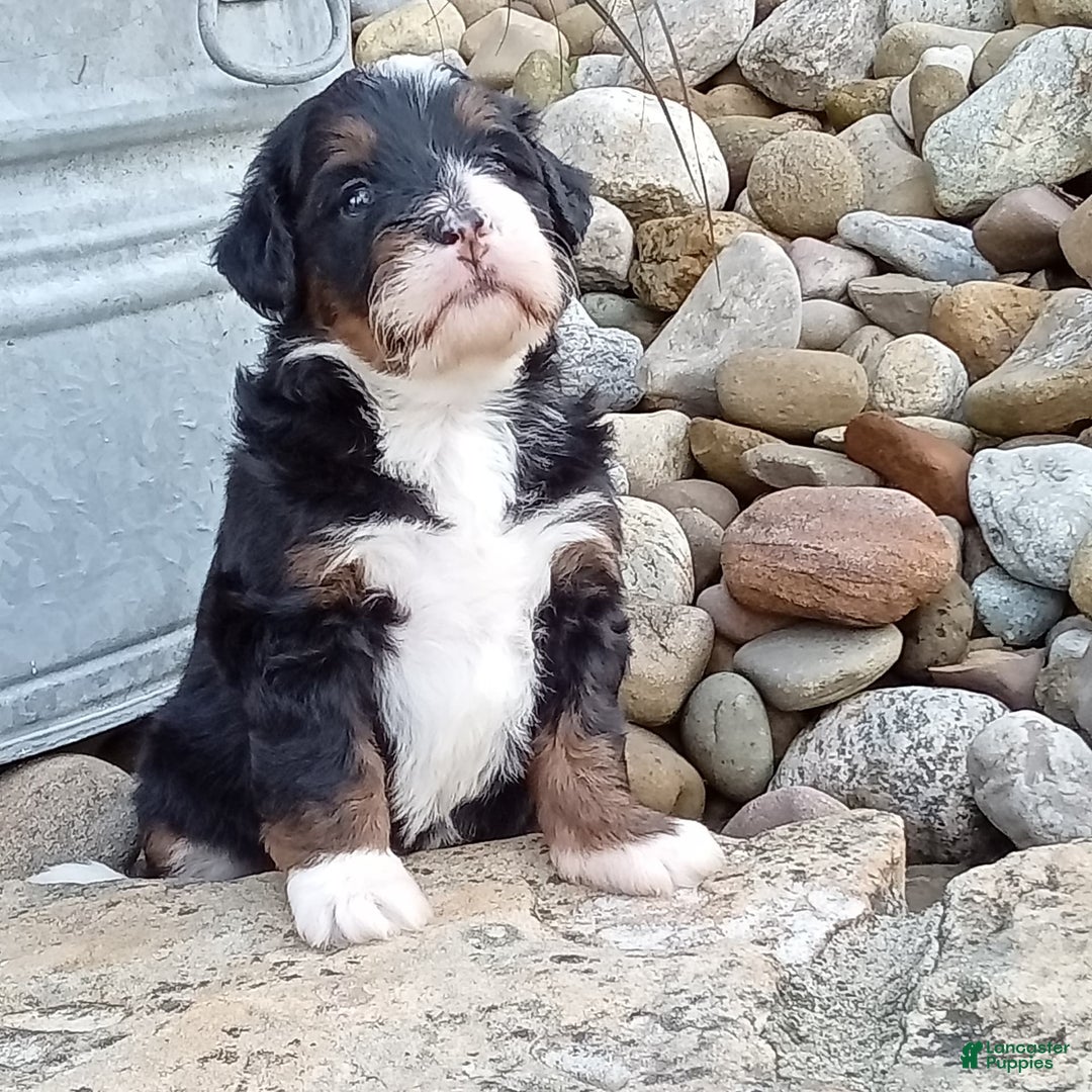 Mini Bernedoodle dogs for sale: Oakley - Image 30