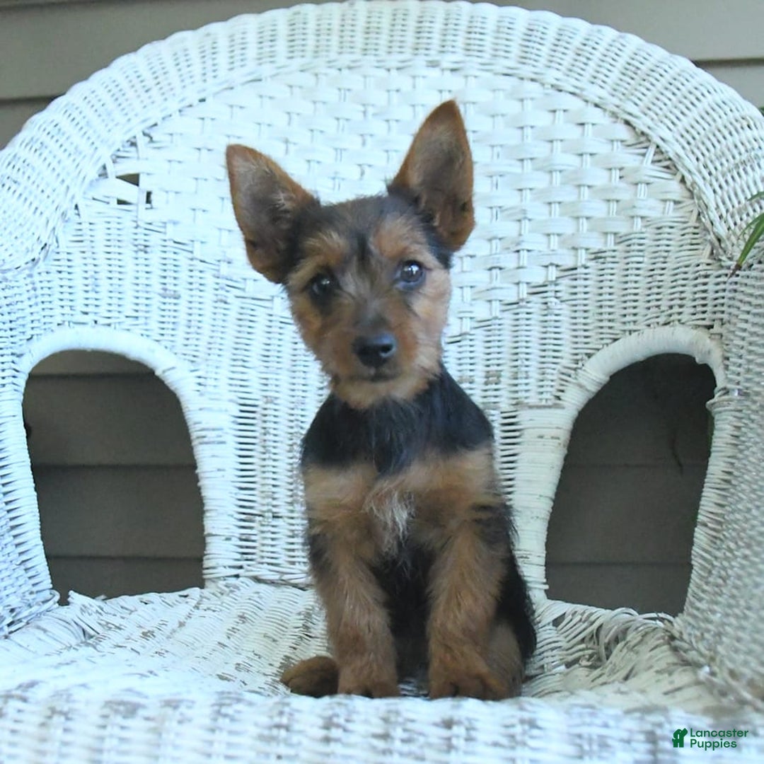 Yorkshire Terrier dogs for sale: Tilly - Image 8