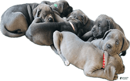 Cane Corso dogs for sale: Rocco - Image 3