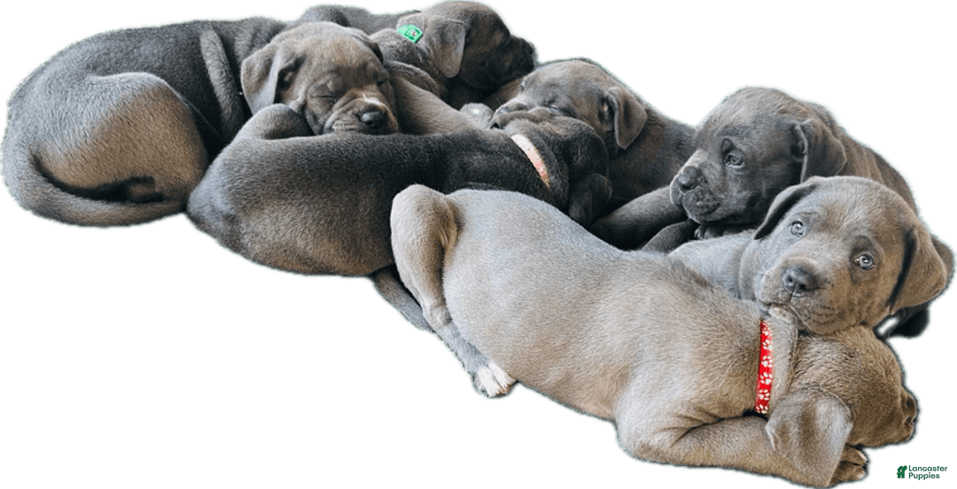 Cane Corso dogs for sale: Rocco - Image 3