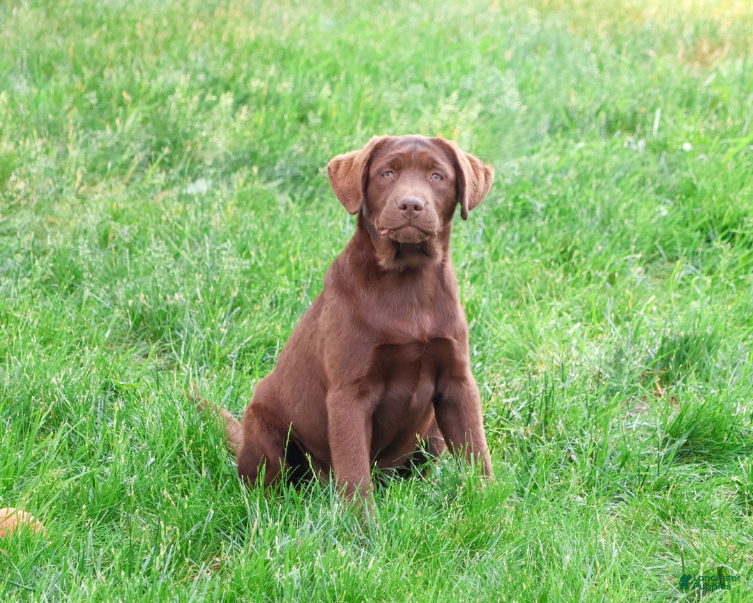 Labrador Retriever dogs for sale: Neveah - Image 5