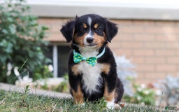 Mini Bernedoodle dogs for sale: Brody - Image 6