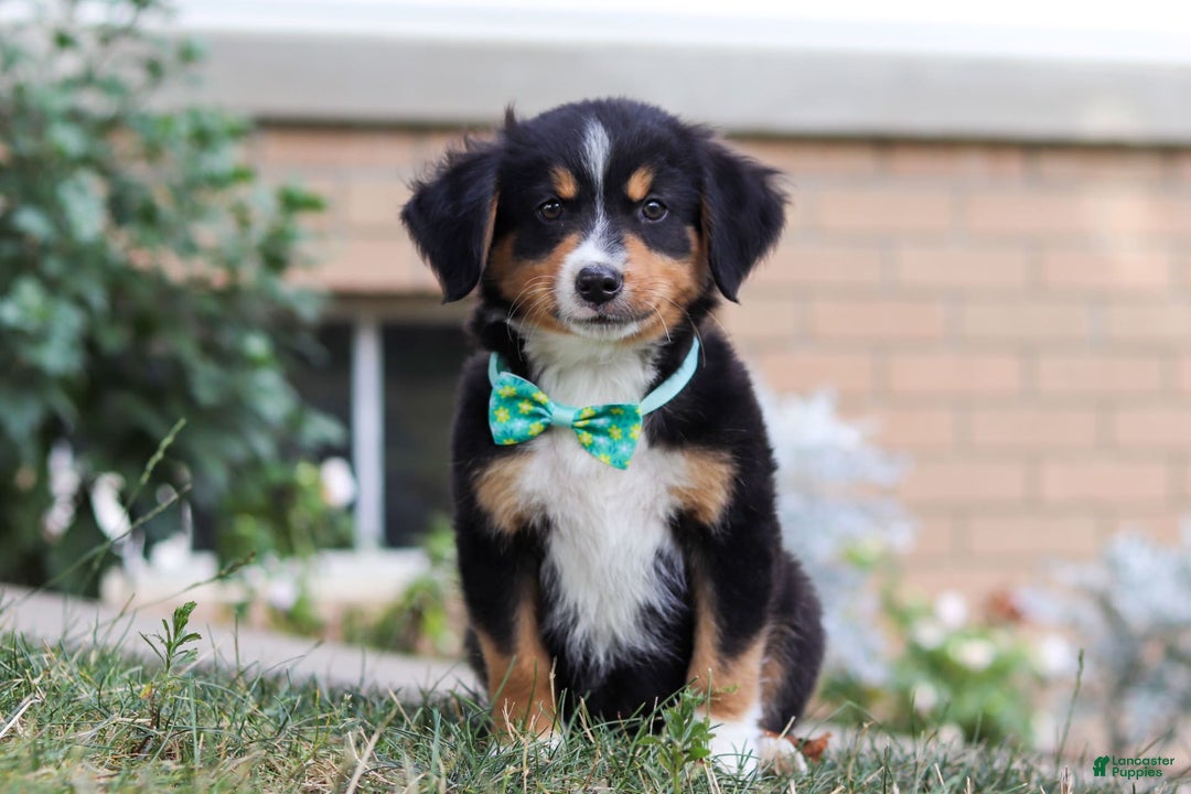 Mini Bernedoodle dogs for sale: Brody - Image 6