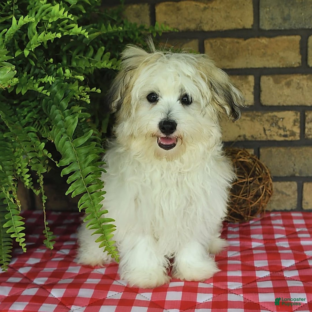 Havapoo dogs for sale: Toby - Image 4
