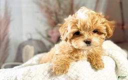 Maltipoo dogs for sale: Red Collared Boy - Image 22