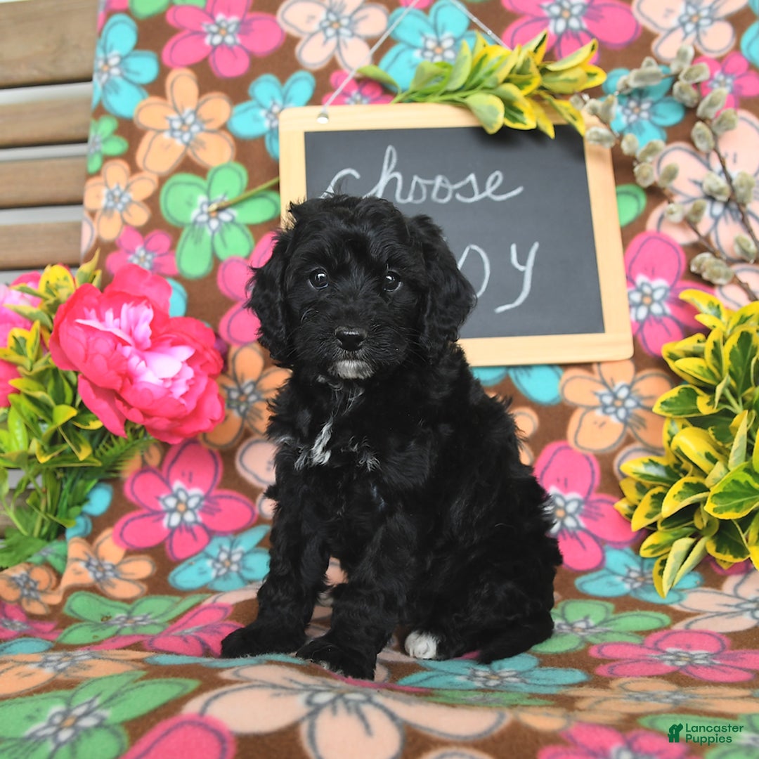Miniature Poodle dogs for sale: Ophelia - Image 20
