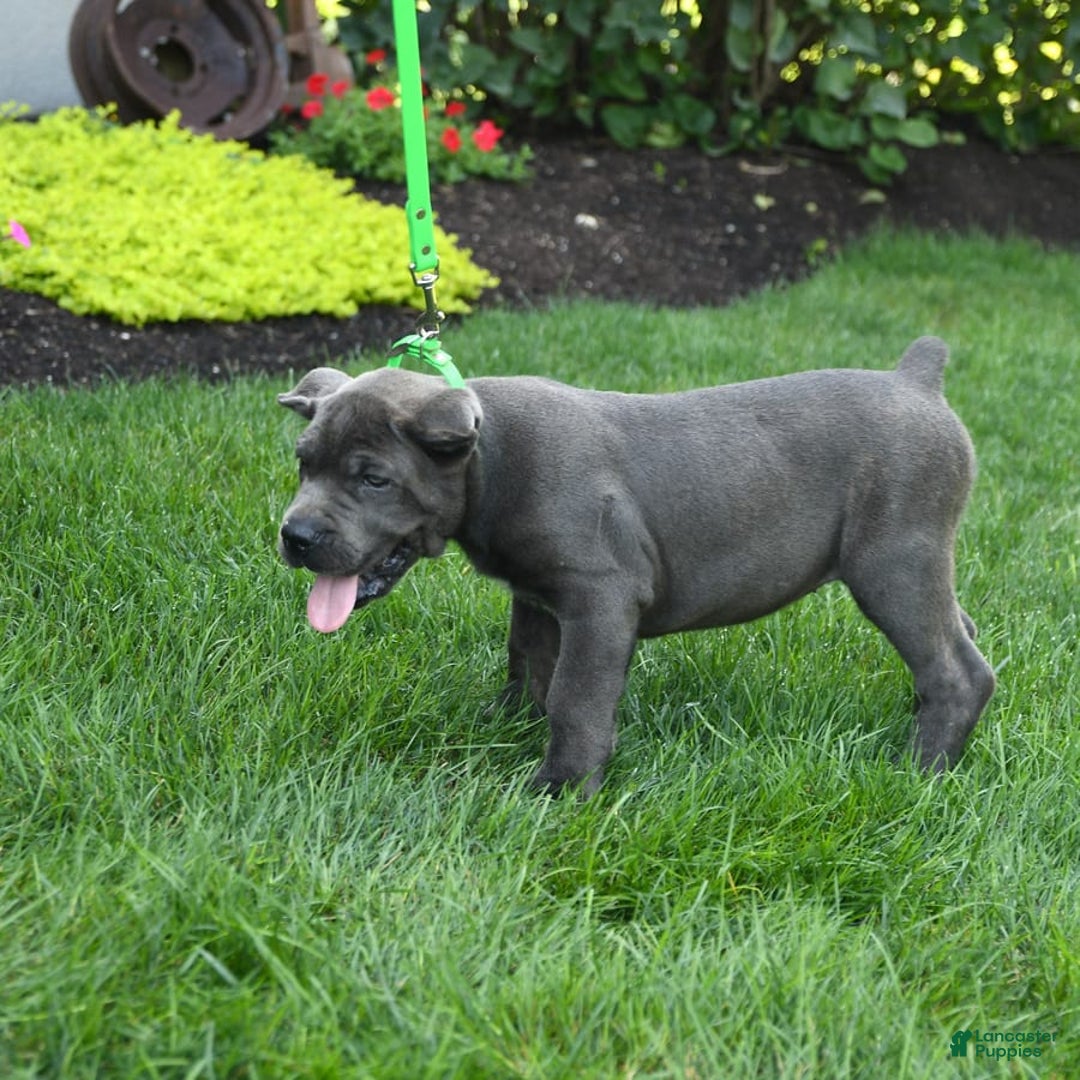 Cane Corso dogs for sale: Olivia - Image 9