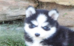 Pomsky dogs for sale: Ashley - Image 8