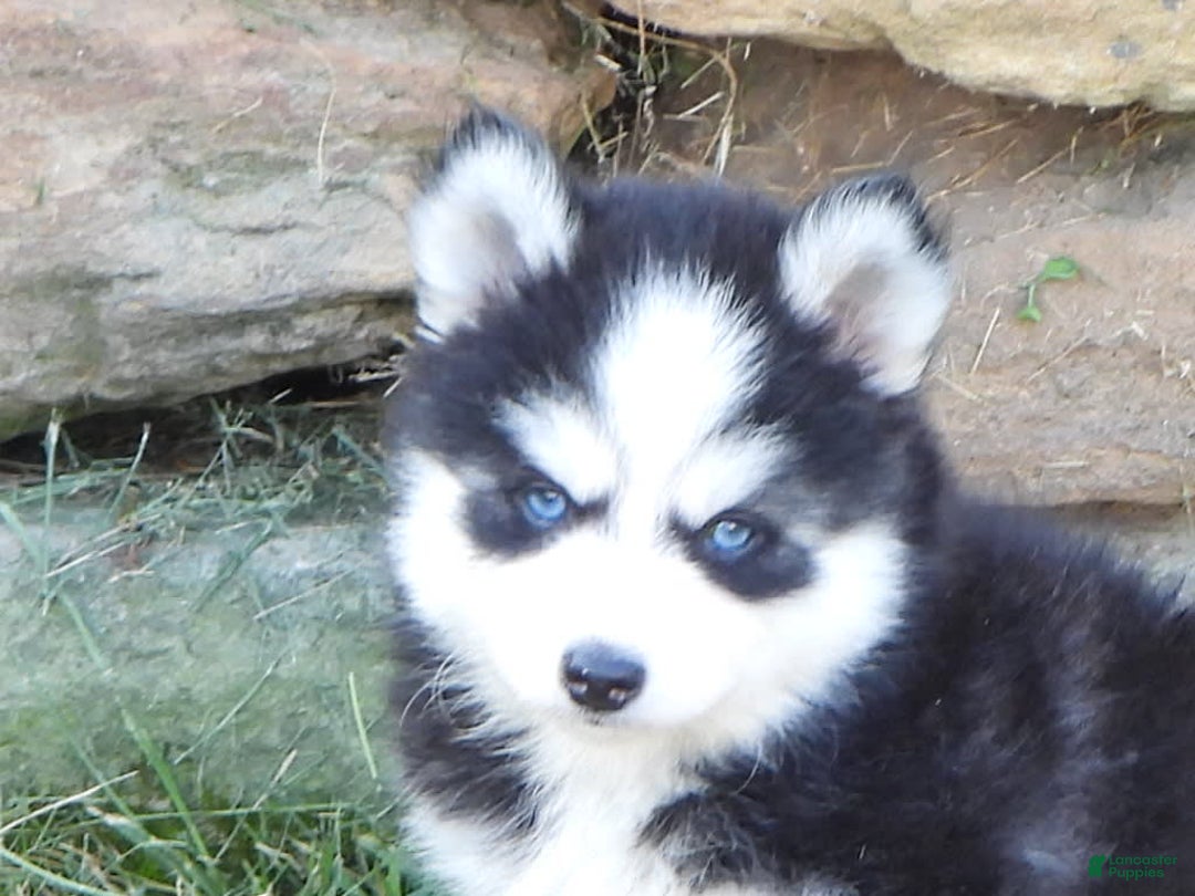 Pomsky dogs for sale: Ashley - Image 8