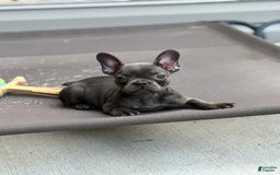French Bulldog dogs for sale: Regina - Image 1