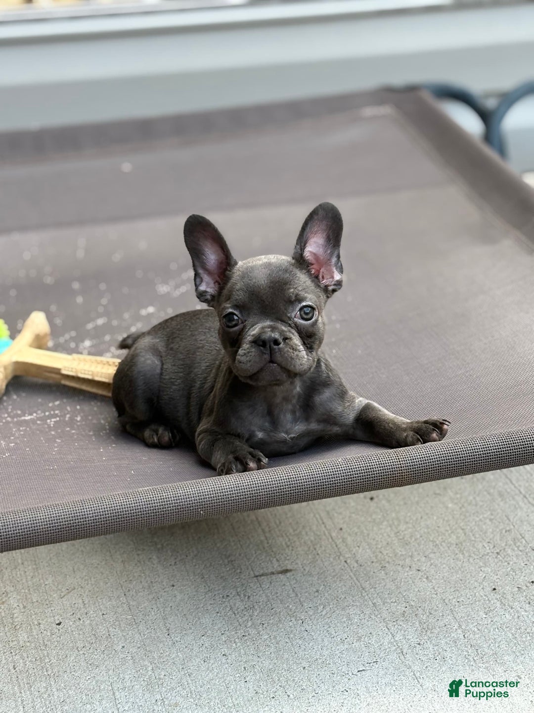 French Bulldog dogs for sale: Regina - Image 1