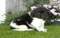 Newfoundland dogs for sale: Turbo - Image 4