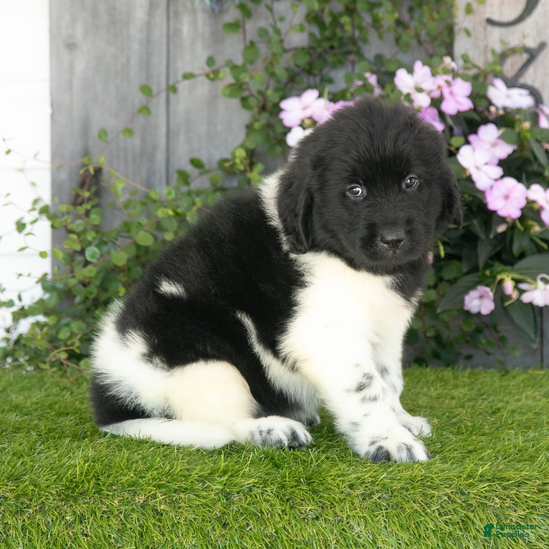 Newfoundland dogs for sale: Turbo - Image 4
