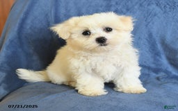 Maltese dogs for sale: Claire - Image 3