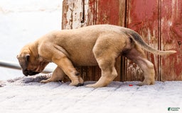 English Mastiff dogs for sale: Hazel - Image 8