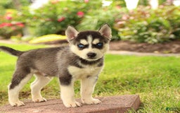 Gerberian Shepsky dogs for sale: Thor - Image 3