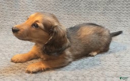 Miniature Dachshund dogs for sale: Summer - Image 2
