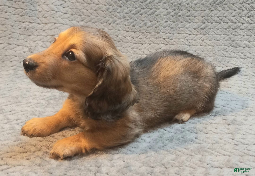 Miniature Dachshund dogs for sale: Summer - Image 2