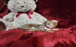 Miniature Dachshund dogs for sale: LATTE - Image 9