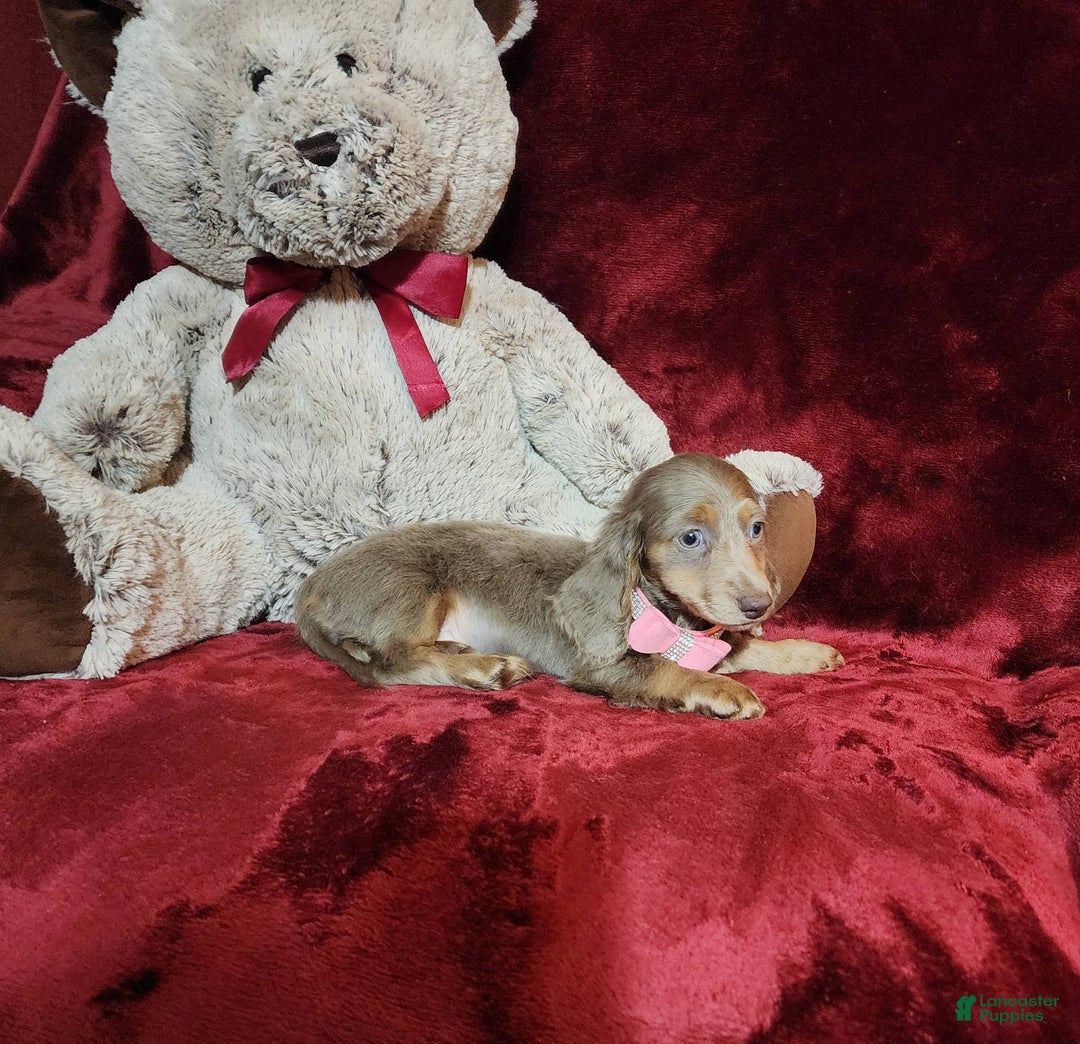 Miniature Dachshund dogs for sale: LATTE - Image 9
