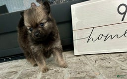 Pomeranian dogs for sale: Capri - Image 2