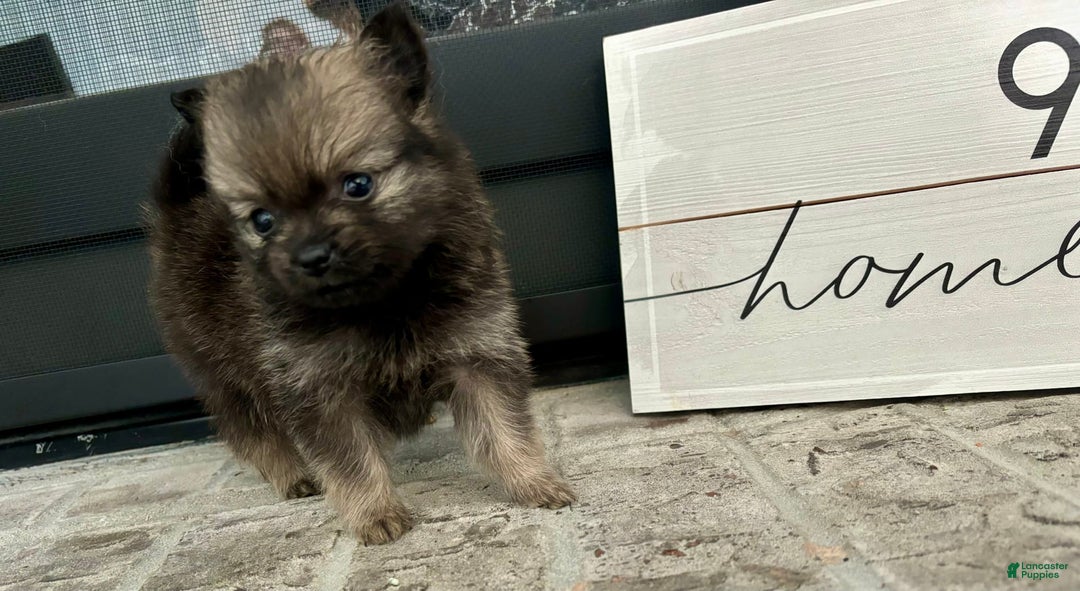 Pomeranian dogs for sale: Capri - Image 2