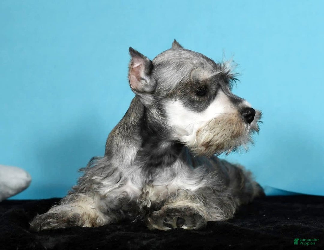 Miniature Schnauzer dogs for sale: Kona - Image 4