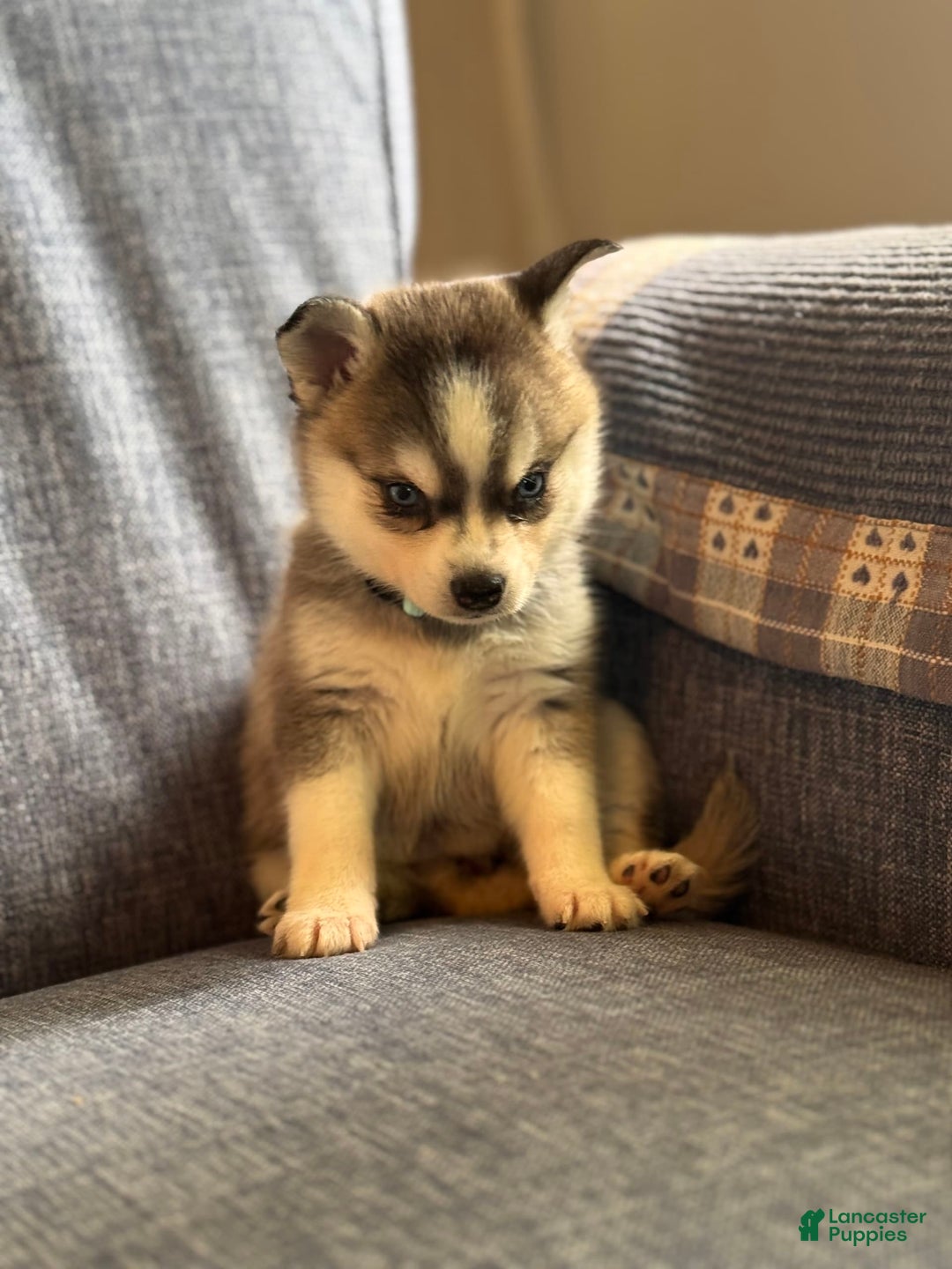 Alaskan Klee Kai dogs for sale: Blue Katie - Image 4