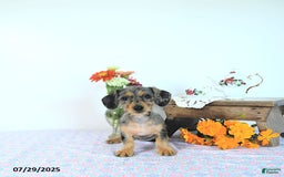 Miniature Dachshund dogs for sale: Trisha - Image 17