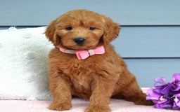 Goldendoodle dogs for sale: Cassie - Image 3