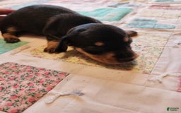 Miniature Dachshund dogs for sale: Peach - Image 8