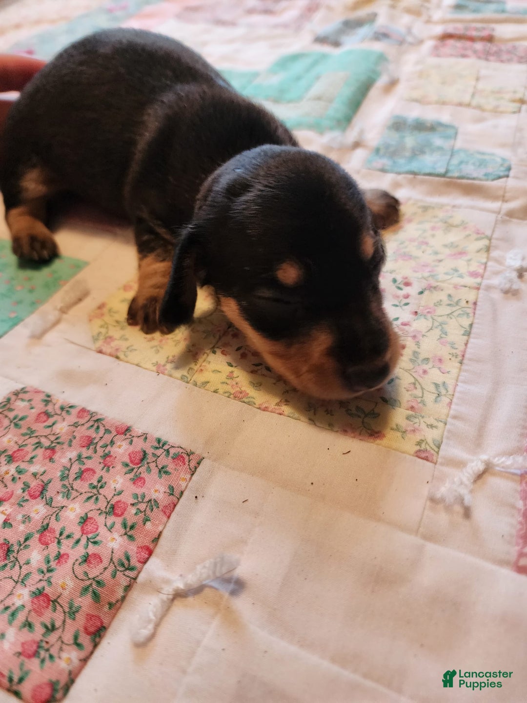 Miniature Dachshund dogs for sale: Peach - Image 8