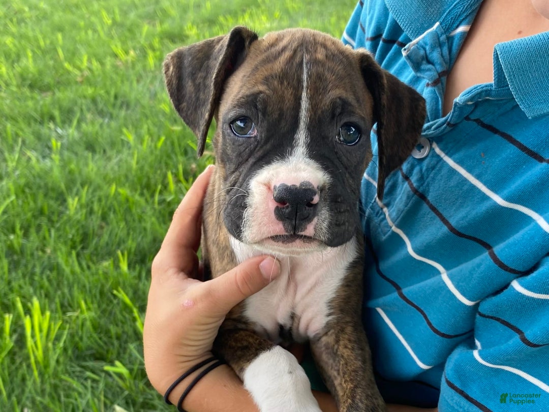 Boxer dogs for sale: Shelby - Image 8