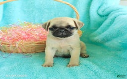 Pug dogs for sale: Percy - Image 1