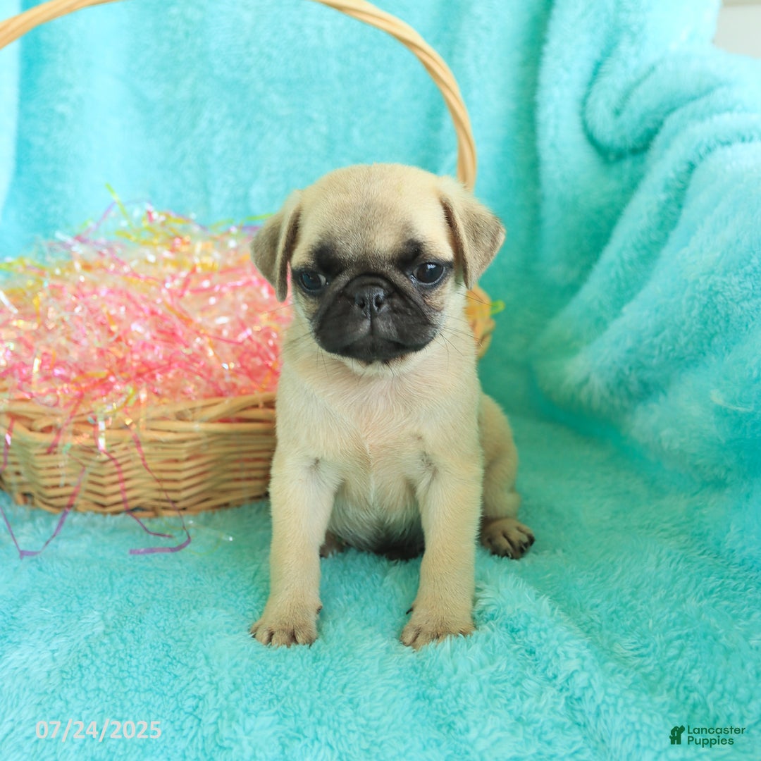 Pug dogs for sale: Percy - Image 1