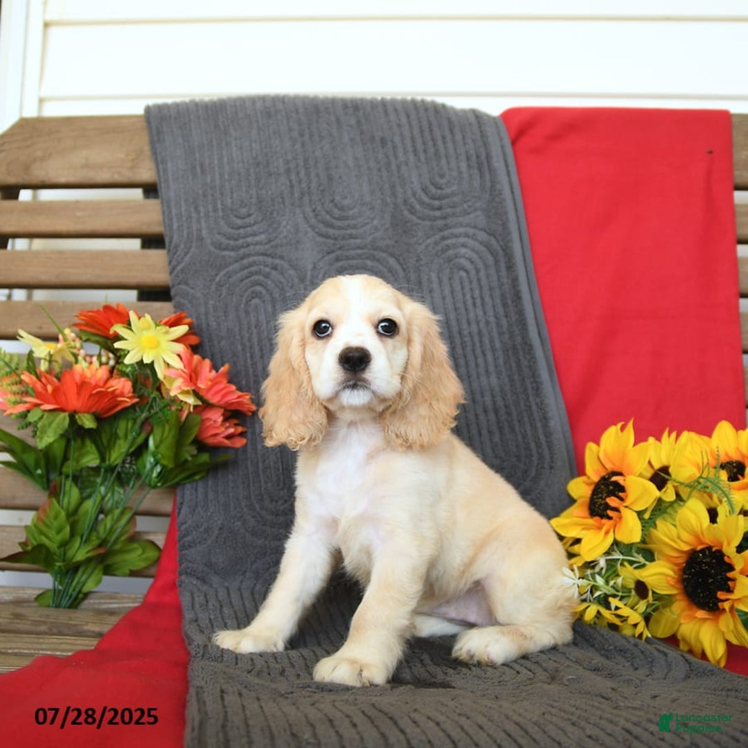 Cocker Spaniel dogs for sale: Pearl - Image 6